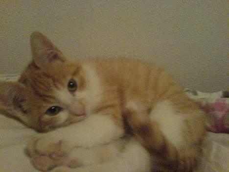 Huskat Oliver - Dejligst! billede 7