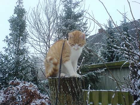 Huskat Oliver - Èn af mine første gange ude og i snor billede 8