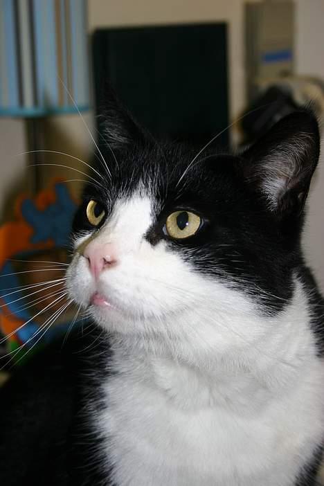 Huskat Felix Philipsen - er her lidt sur -kan ikke huske hvorfor billede 8