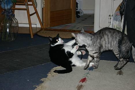 Huskat Felix Philipsen - Bare nu ikke Kasper springer på mig billede 9