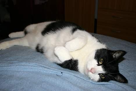 Huskat Felix Philipsen - jeg har lige lånt fars seng - den er så god billede 10