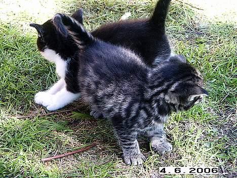 Blanding af racer Skovkat Misse Pigen - Sort/hvid er missedreng & stribede er missepige ´s´ billede 5