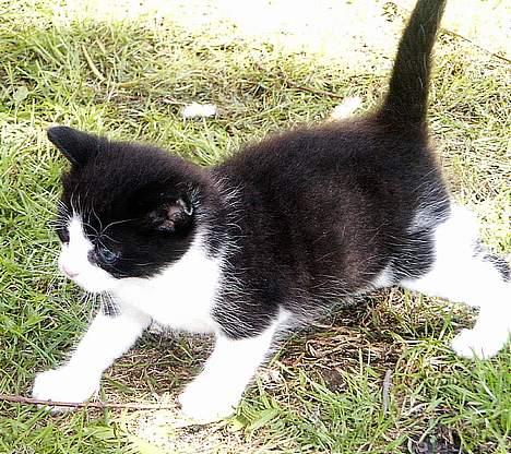 Blanding af racer Skovkat Misse Pigen - Den største og frækkeste missedreng. Tror han skal hedde Raptus ;-) billede 6