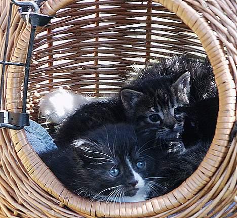 Blanding af racer Skovkat Misse Pigen - Mini-missepigen, hun bliver vist langhåret. Hun er bare så sød og bedårende *s* billede 7