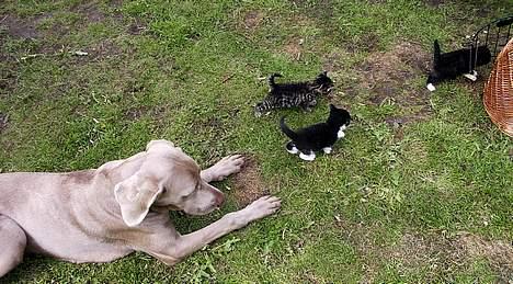 Blanding af racer Skovkat Misse Pigen - Arj ! -Nu gider vi altså ikke lege mere med dig Geister ! billede 8