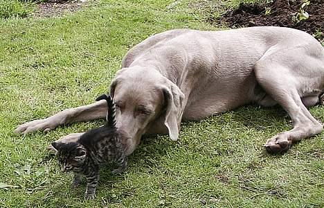 Blanding af racer Skovkat Misse Pigen - Du skal vist lige vaskes lidt i måsen ! billede 9