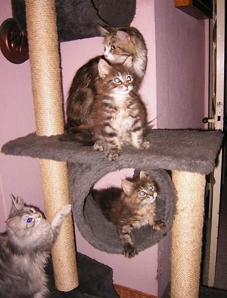 Maine Coon Mon Cherie---død--- billede 11