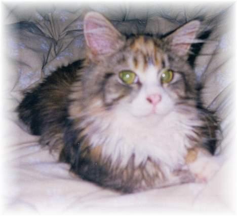 Maine Coon Mon Cherie---død--- billede 12