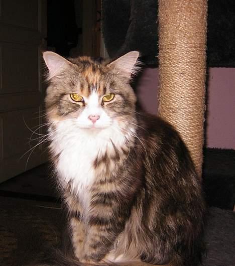 Maine Coon Mon Cherie---død--- billede 14