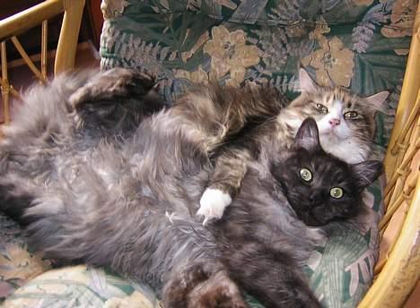 Maine Coon Mon Cherie---død--- billede 15