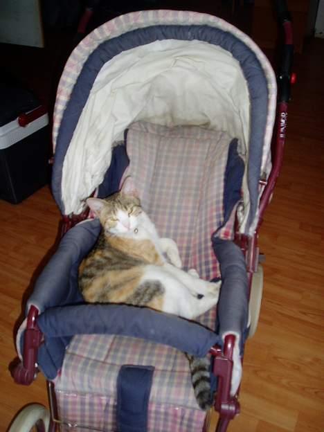 Huskat Mini billede 16