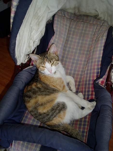 Huskat Mini - ah dejlig hvilested billede 17