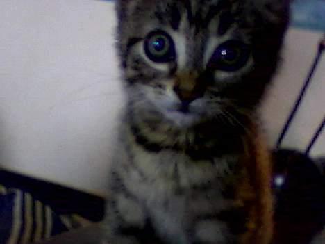 Blanding af racer sisse - stem venligst på mig  billede 1