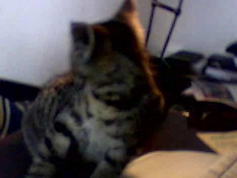 Blanding af racer sisse billede 2