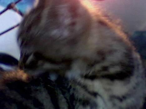 Blanding af racer sisse billede 3