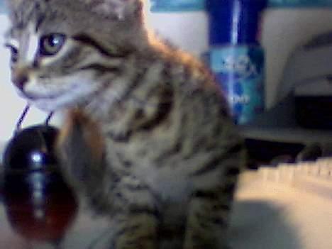 Blanding af racer sisse billede 4