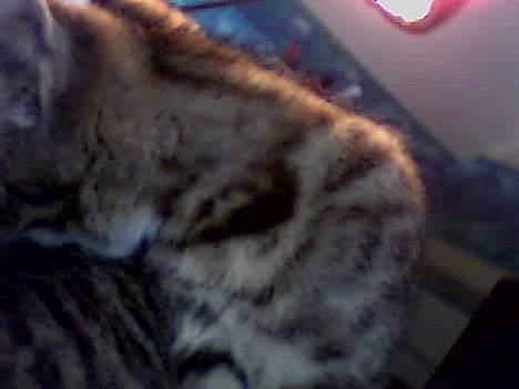 Blanding af racer sisse billede 6