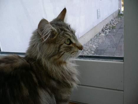 Blanding af racer Bent - der er ingen hjemme så må jeg vente. billede 13