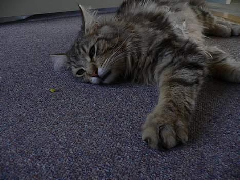 Blanding af racer Bent billede 14