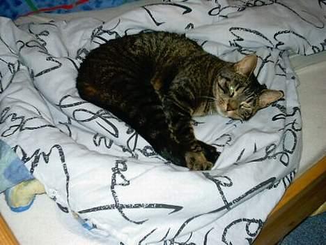 Huskat Feline billede 19