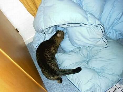 Huskat Feline - Hvad er der mon herinde? billede 20