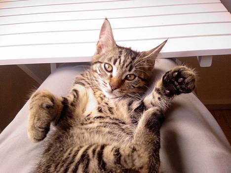 Huskat Simba - Grrr. Grrr. billede 15