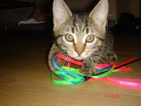 Huskat Simba billede 16