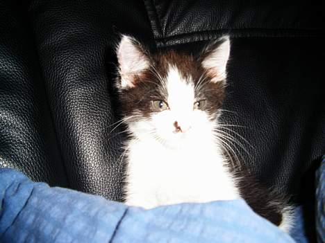 Maine Coon cirkeline - se mig  billede 1