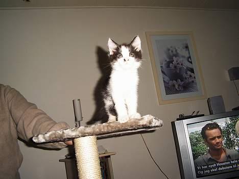 Maine Coon cirkeline - mig langt fra  billede 2