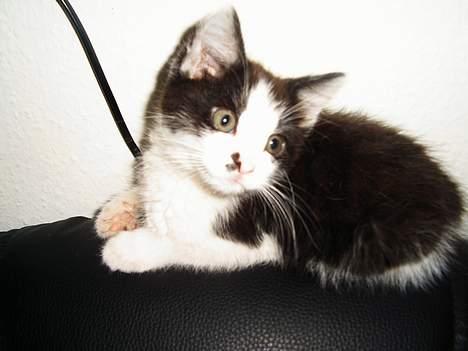 Maine Coon cirkeline - mig kigger tilbage og nej hvor er det sjovt  billede 3