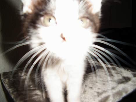 Maine Coon cirkeline - av!!! kom får tæt på  billede 5