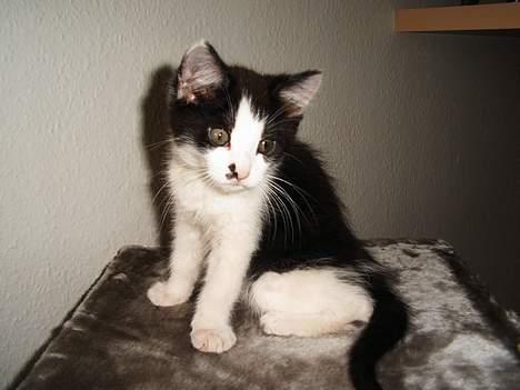 Maine Coon cirkeline - look at me boys i am cute  billede 6