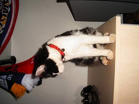 Maine Coon cirkeline - cirkeline som større billede 7