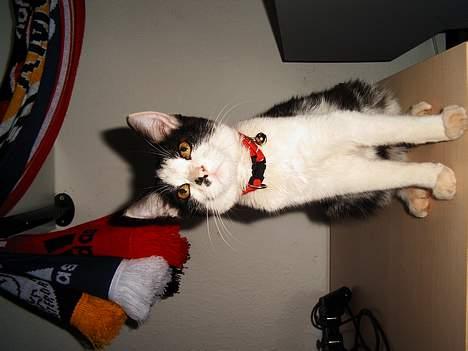 Maine Coon cirkeline - mis igen  billede 8