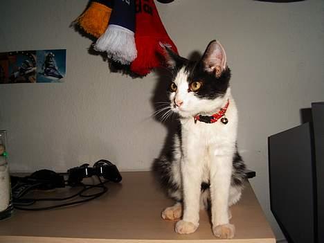 Maine Coon cirkeline - me again boys  billede 9