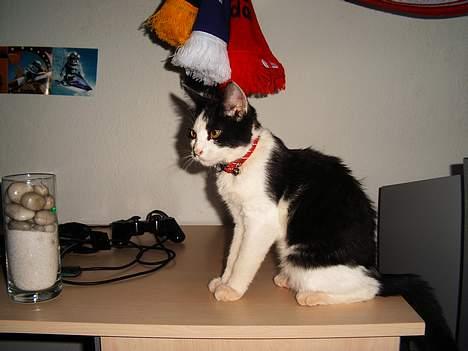 Maine Coon cirkeline billede 10