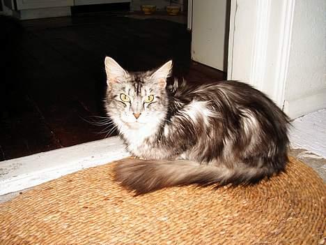 Maine Coon cirkeline - mor til cirkeline  billede 11