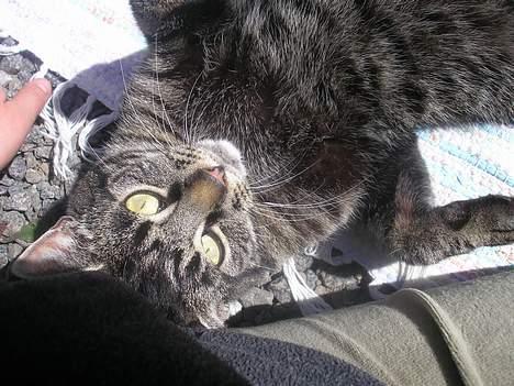 Huskat Valde billede 19