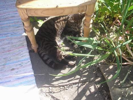 Huskat Valde billede 20