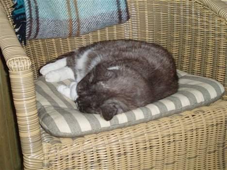 Huskat Bamse *død 14/9-2010* - SOVER!!!! billede 6
