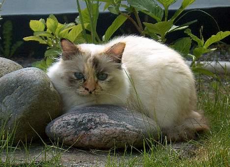 Hellig Birma Ida billede 12