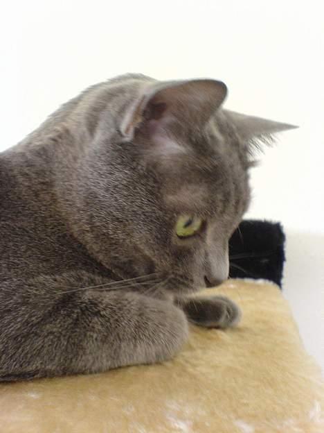 Korat Lucky - Juni 2006 billede 19