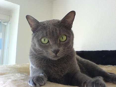 Korat Lucky - Juni 2006 billede 20