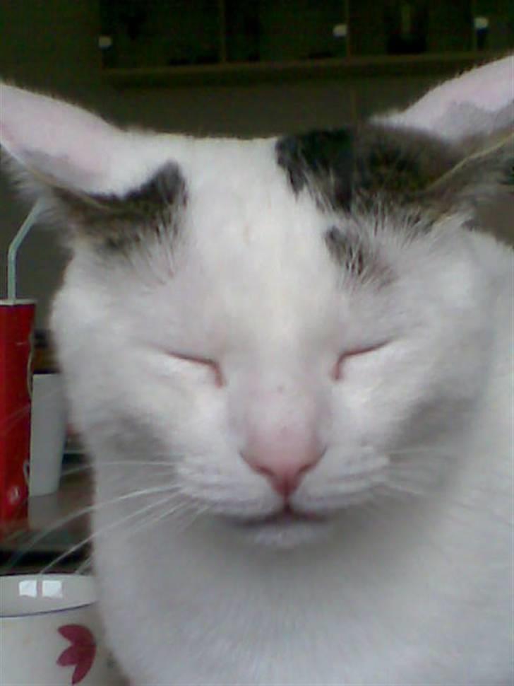 Huskat Hugo billede 8
