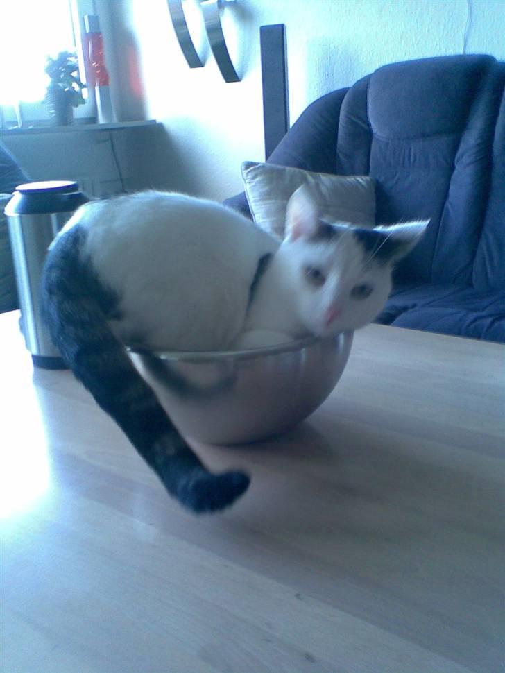 Huskat Hugo billede 9