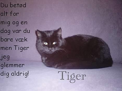 Huskat Tiger *Død* - Heej det her er Tiger. Jeg elskede ham over alt på jorden han var stort set min bedste ven billede 1