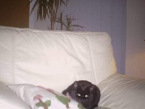 Huskat Tiger *Død* - BØØH! billede 2