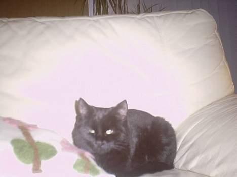 Huskat Tiger *Død* - Her er jeg i min PRIVATE stol billede 3