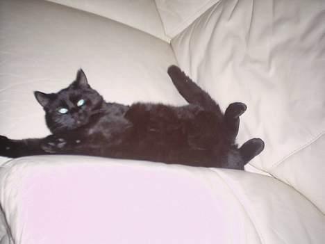 Huskat Tiger *Død* - Gymnastik er altid godt billede 4