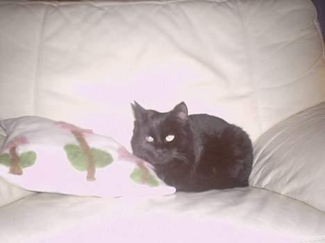 Huskat Tiger *Død* - Farvel billede 5